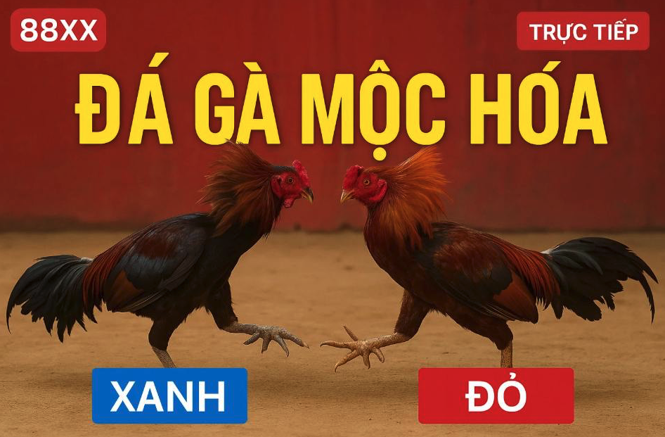 88xx đá gà
